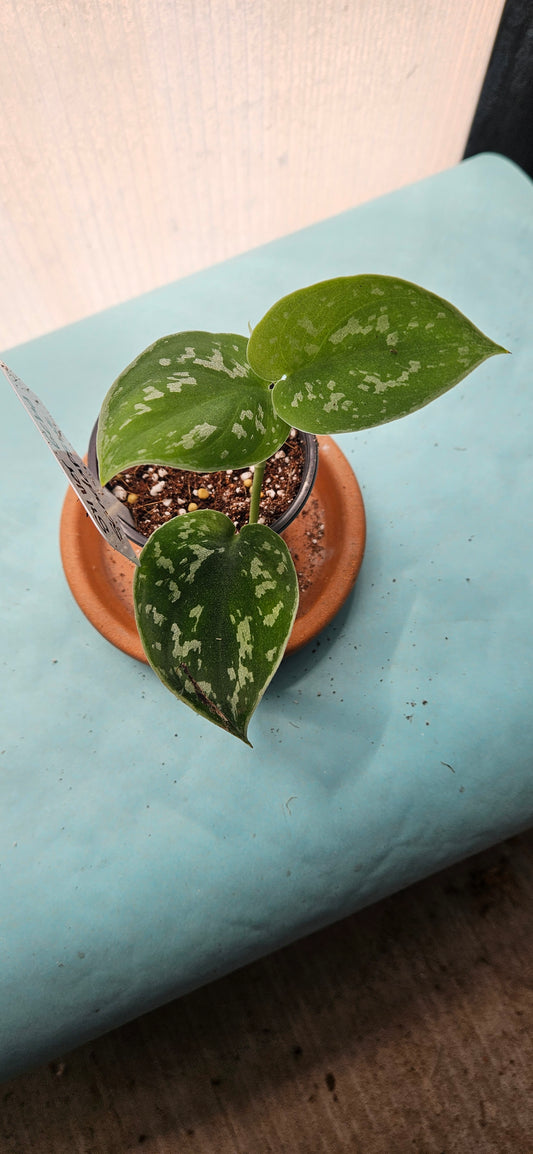 Silver Echo Scindapsus #1
