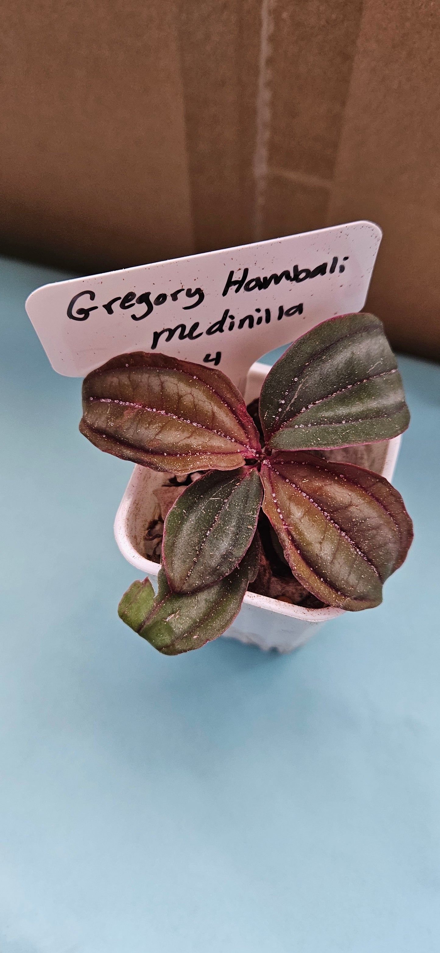 Gregory Hambali Medinilla (#4)