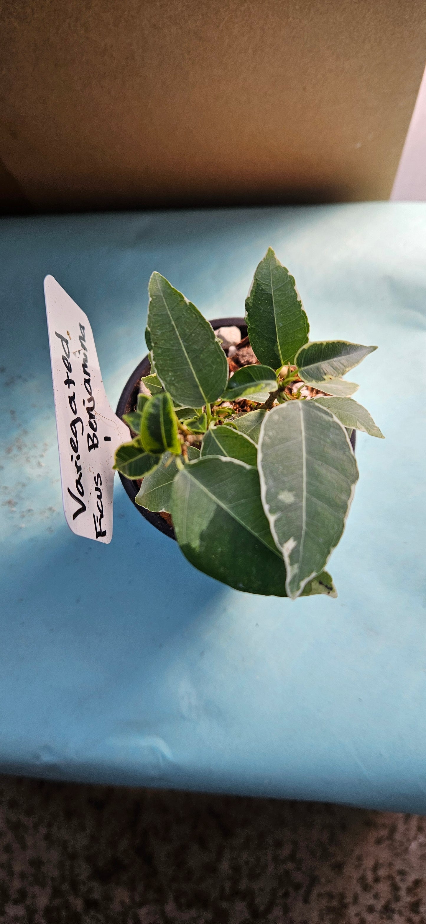 Variegated Ficus Benjamina (#1)