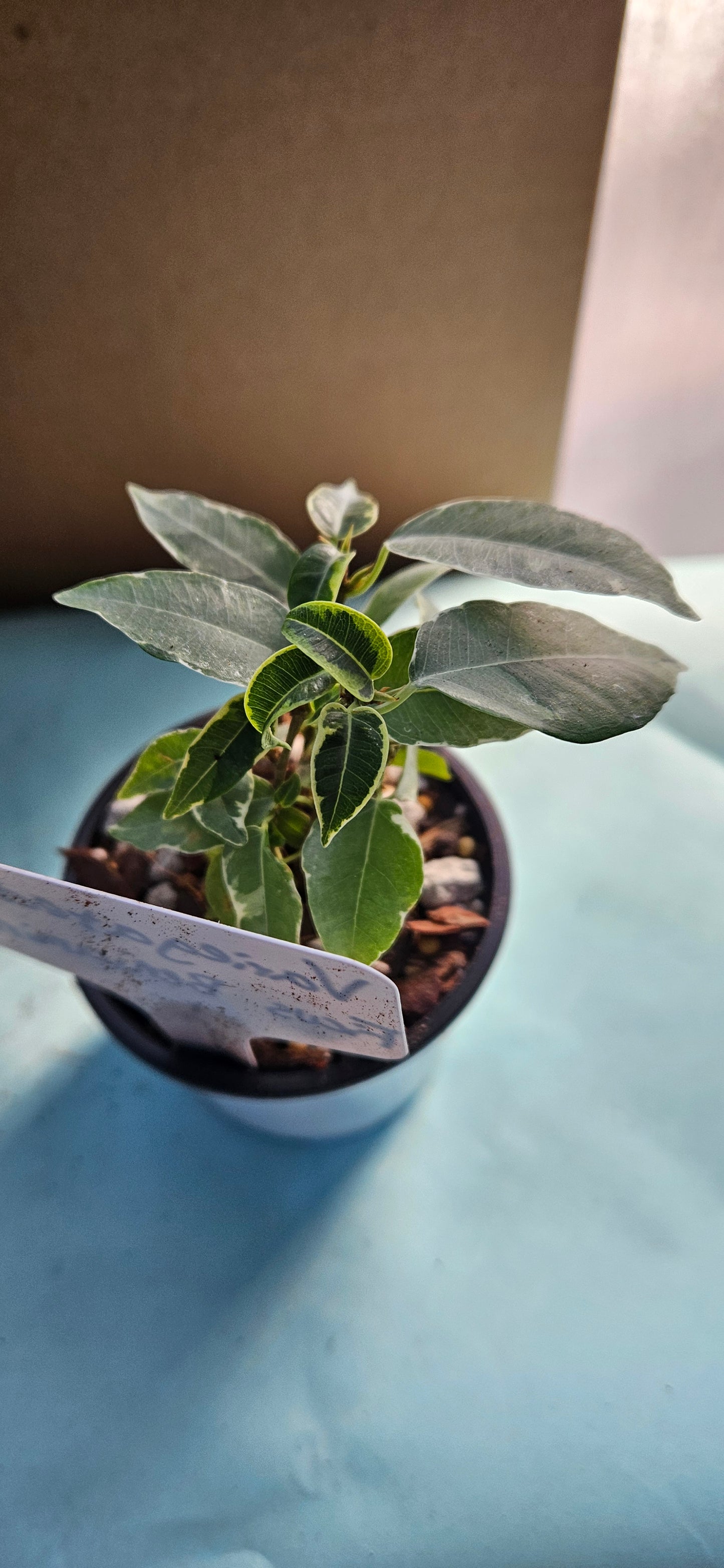 Variegated Ficus Benjamina (#1)