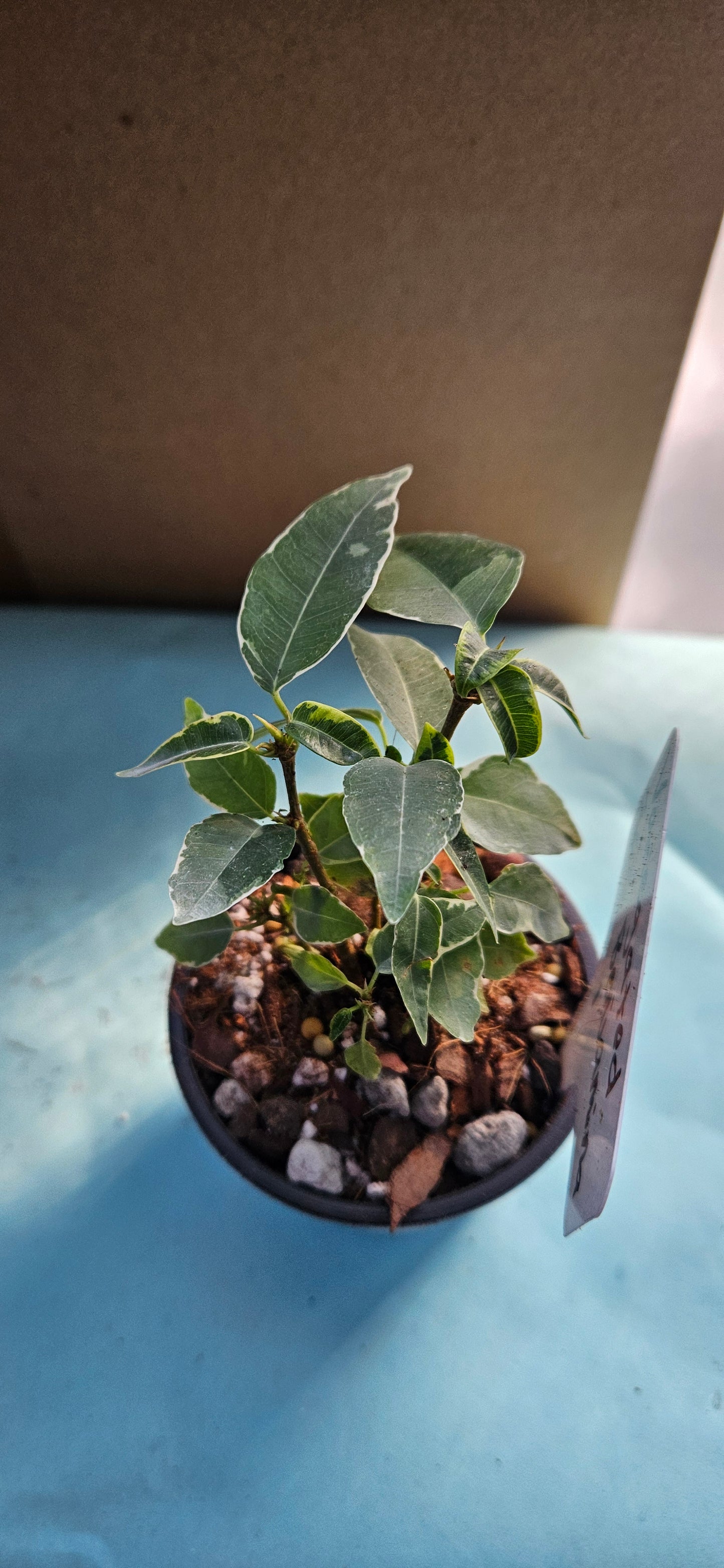 Variegated Ficus Benjamina (#1)