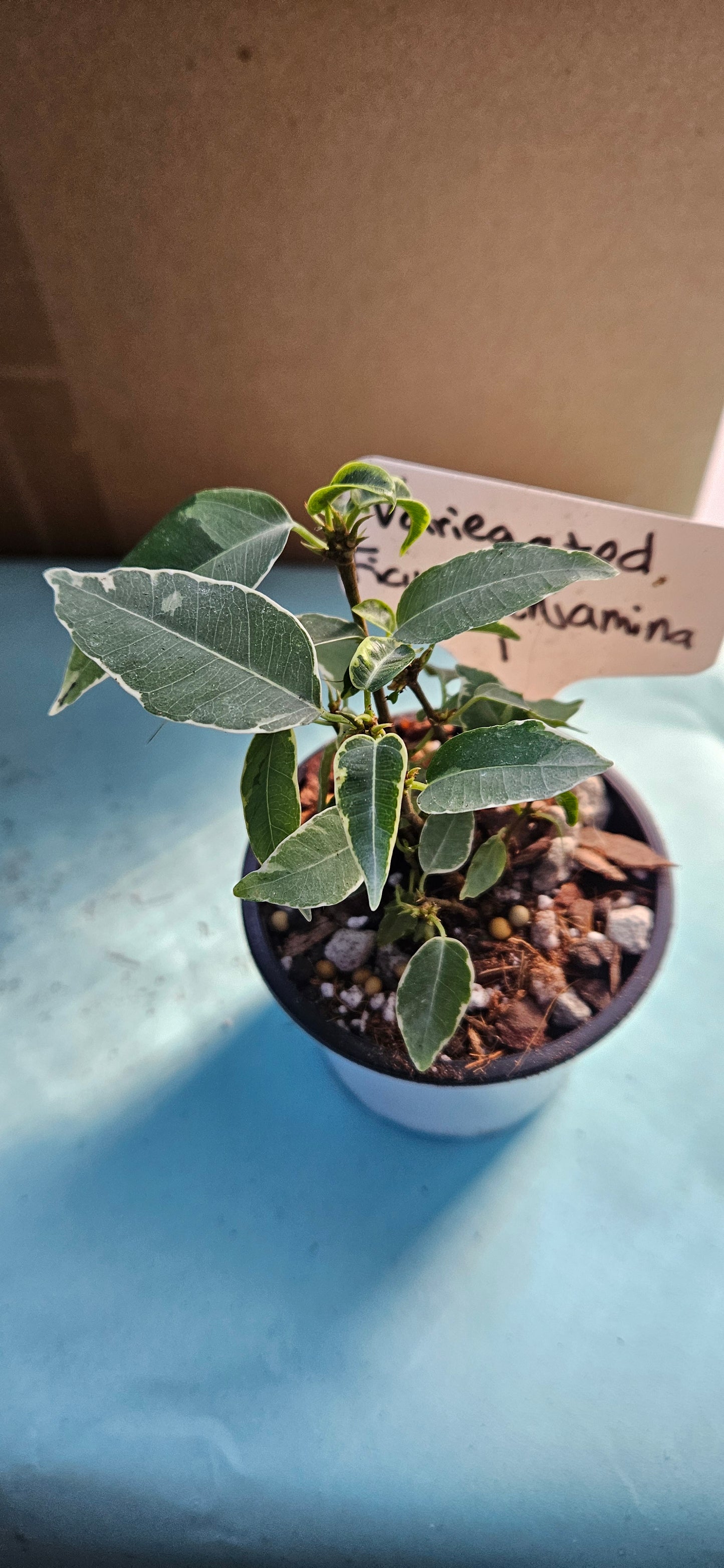 Variegated Ficus Benjamina (#1)