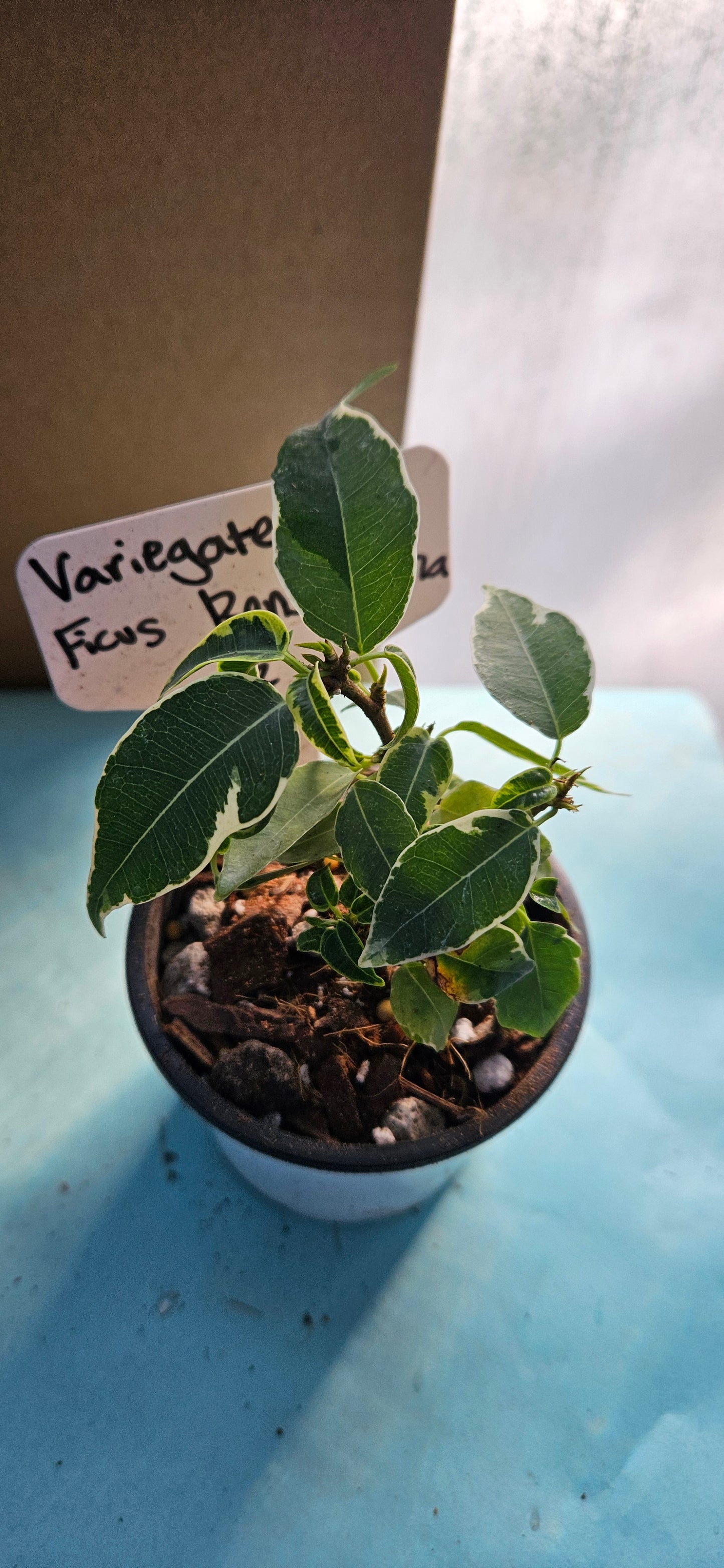 Variegated Ficus Benjamina (#2)