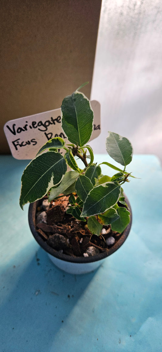 Variegated Ficus Benjamina (#2)