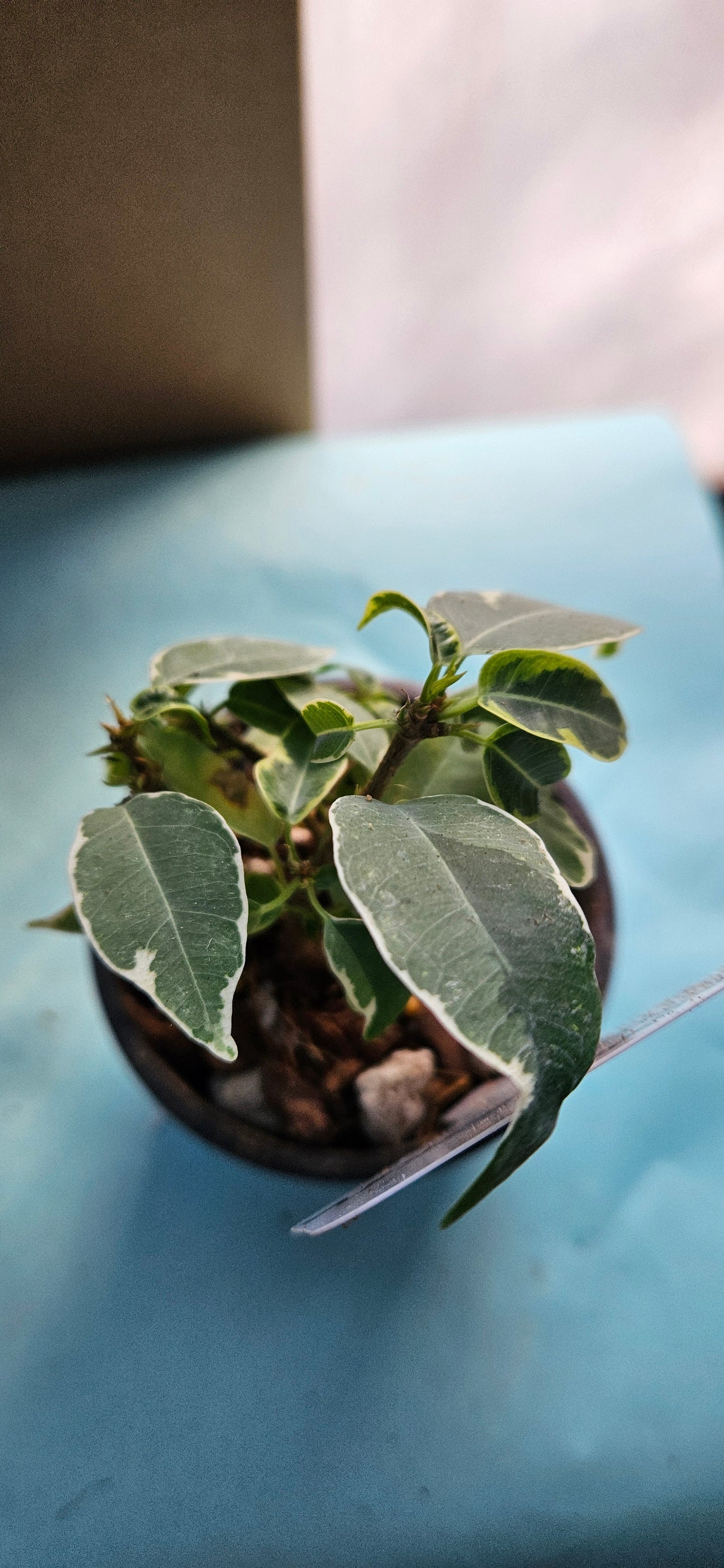 Variegated Ficus Benjamina (#2)
