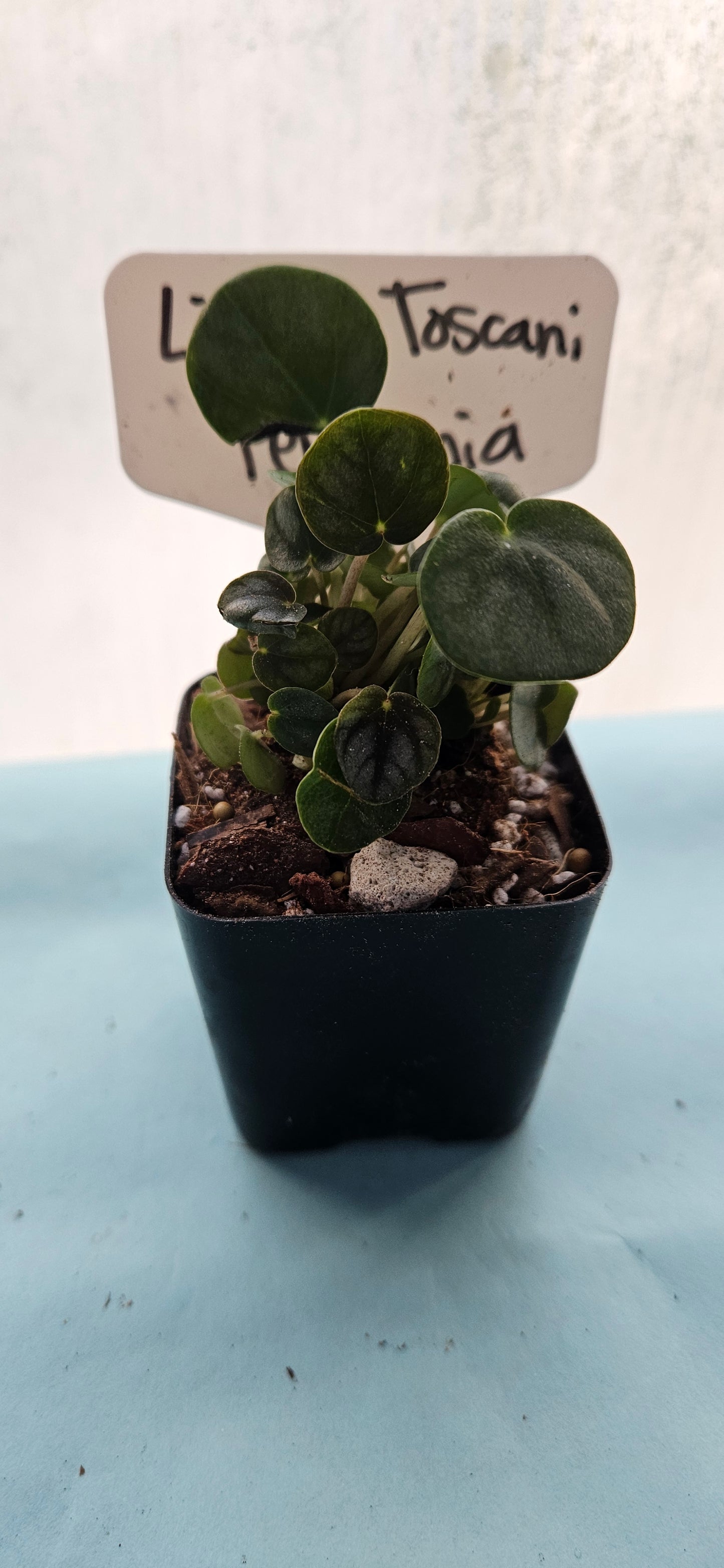 Little Toscani Peperomia (#3)