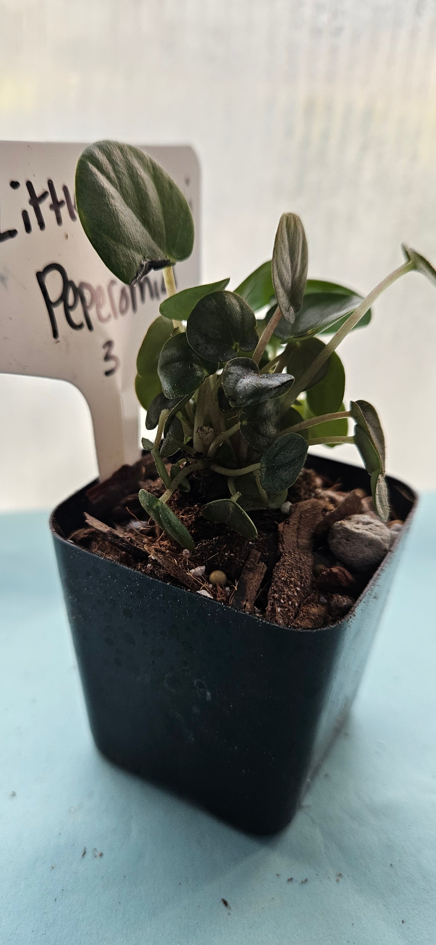 Little Toscani Peperomia (#3)