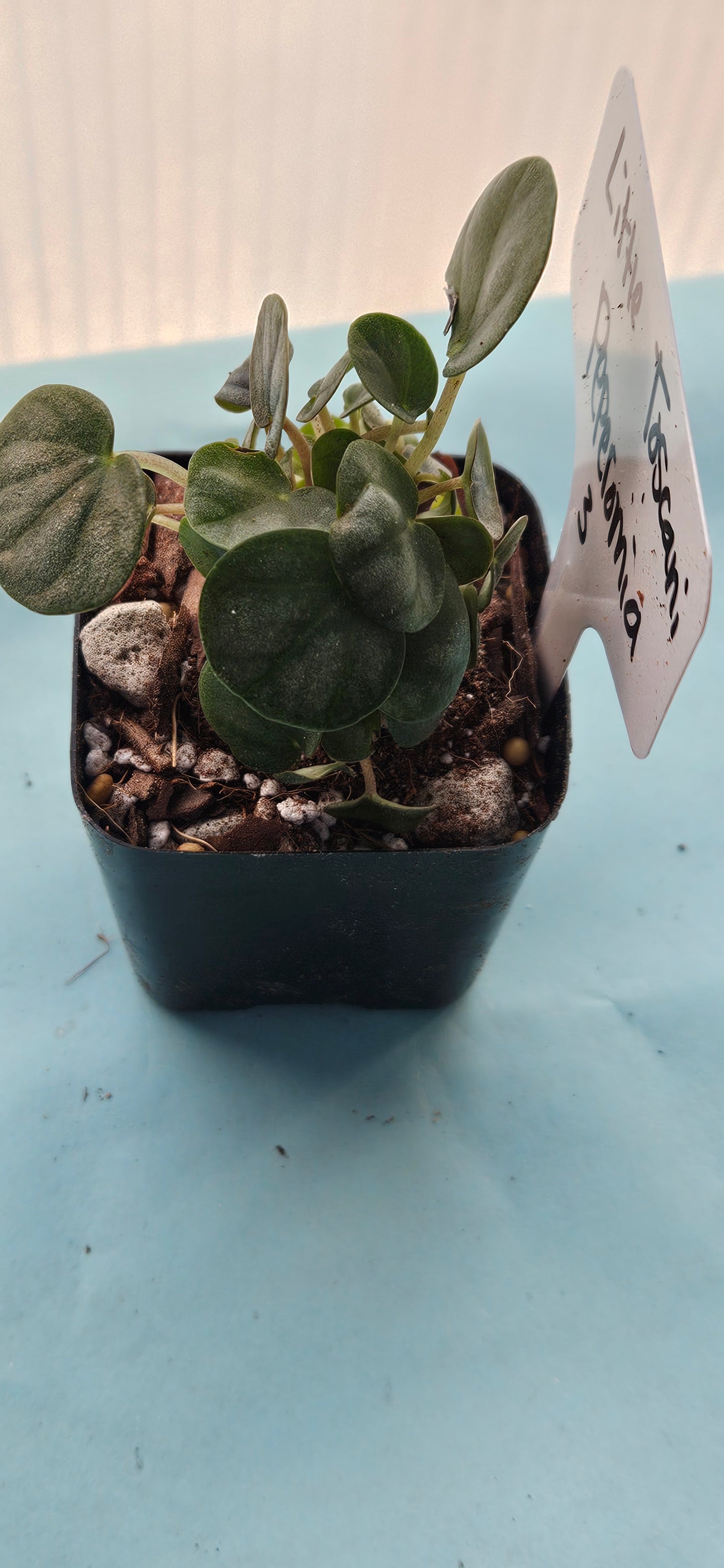 Little Toscani Peperomia (#3)