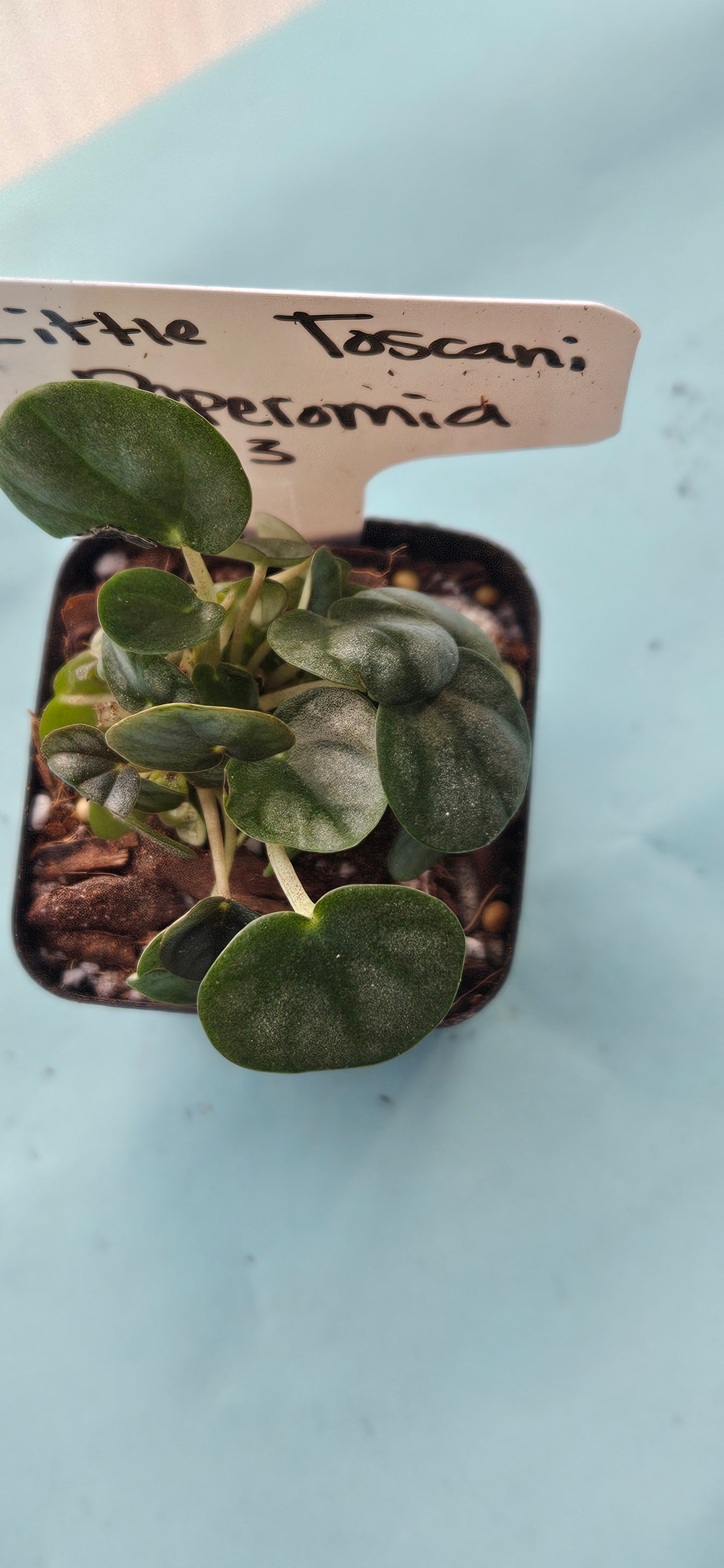 Little Toscani Peperomia (#3)