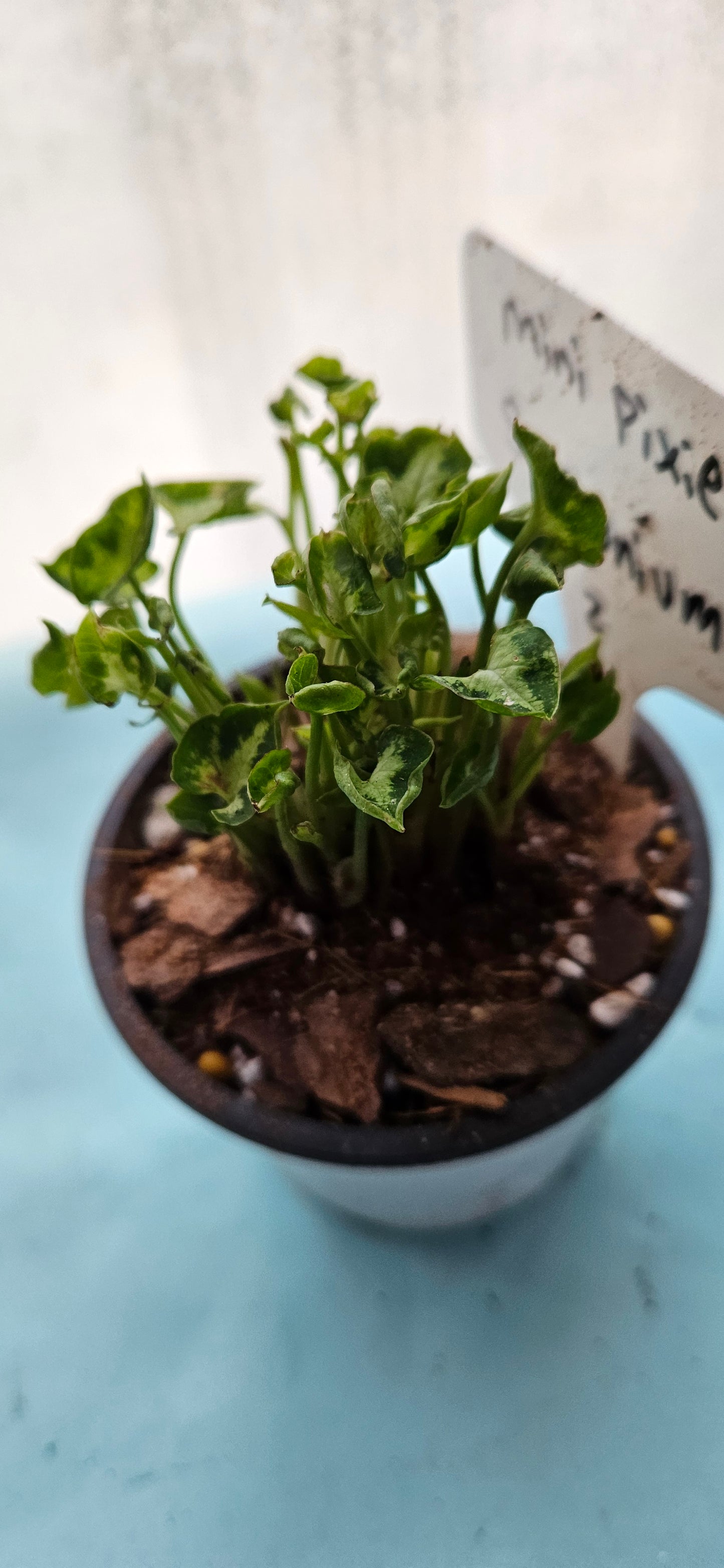 Mini Pixie Syngonium (#2)