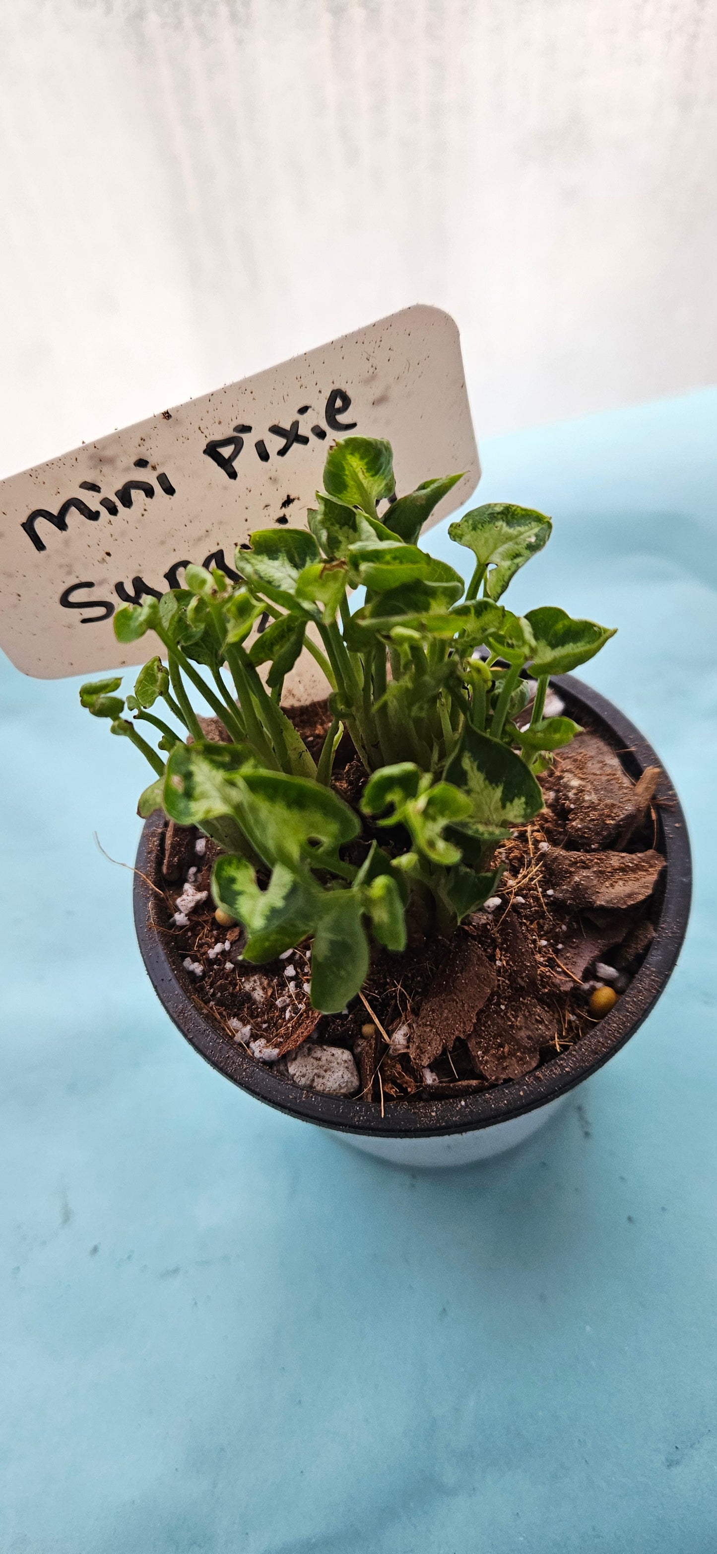 Mini Pixie Syngonium (#2)