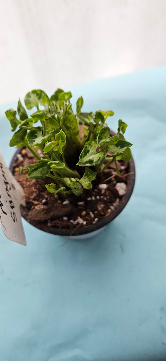 Mini Pixie Syngonium (#2)
