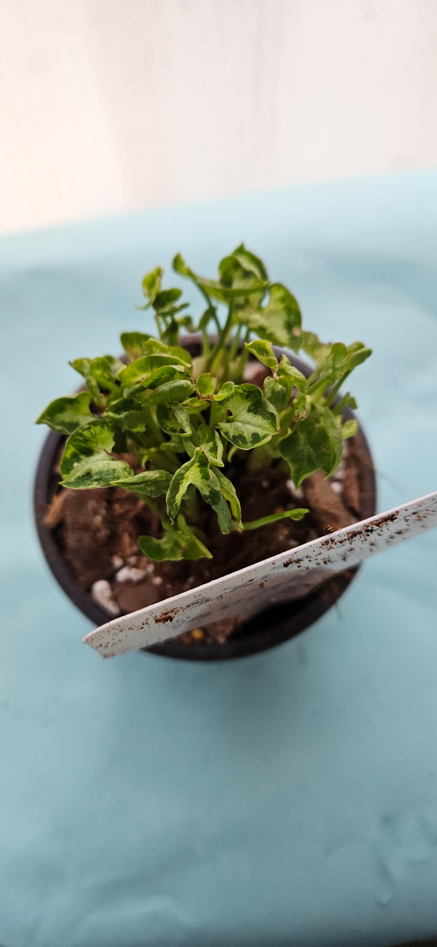 Mini Pixie Syngonium (#2)