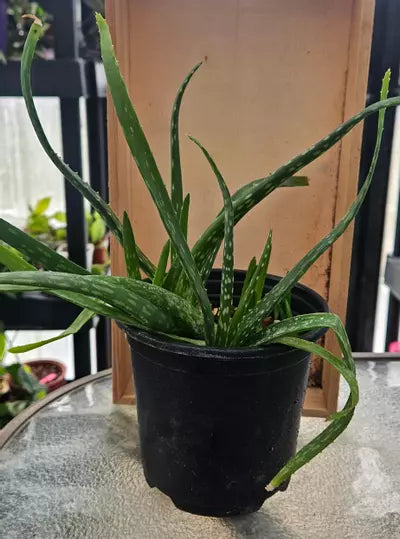 Aloe Vera