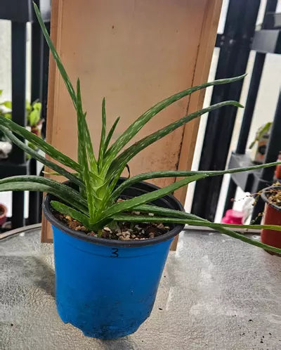 Aloe Vera