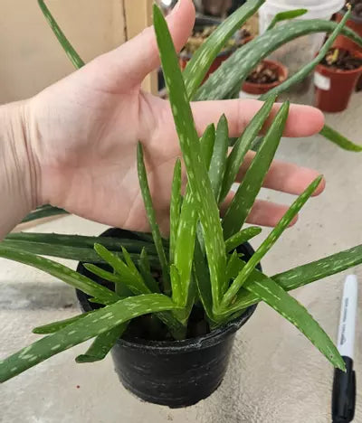 Aloe Vera