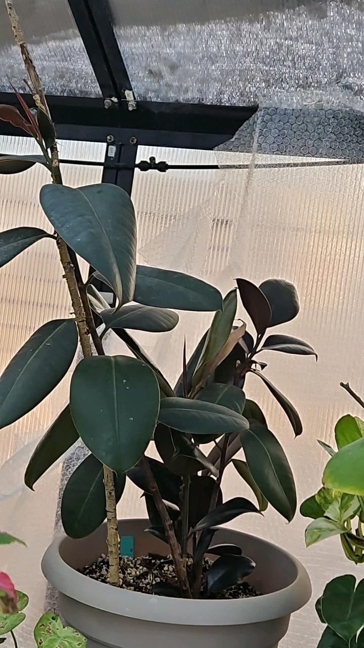 Black Cherry Ficus
