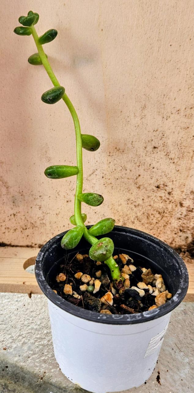 Chubby Charm Sedum