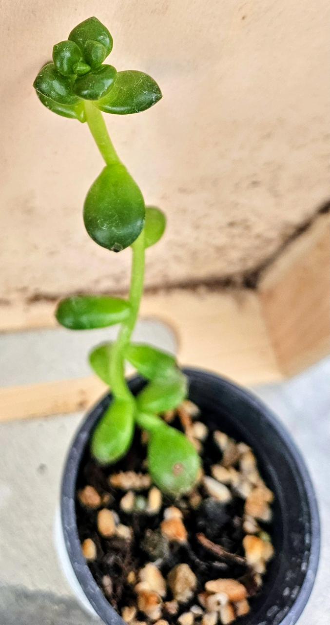 Chubby Charm Sedum