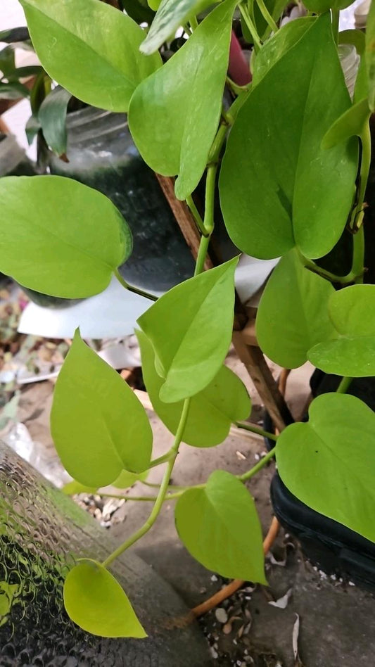 Citrus Flash Pothos