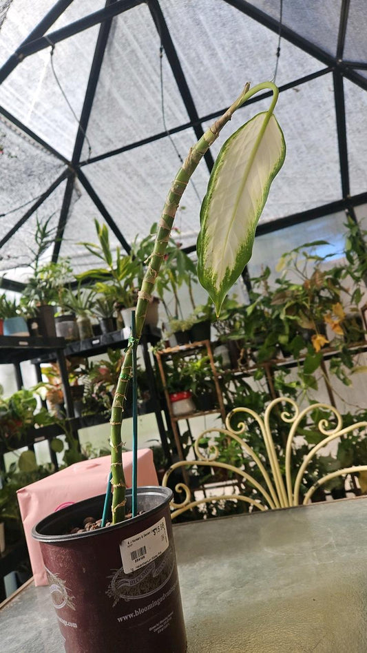 Dieffenbachia 💚🤍