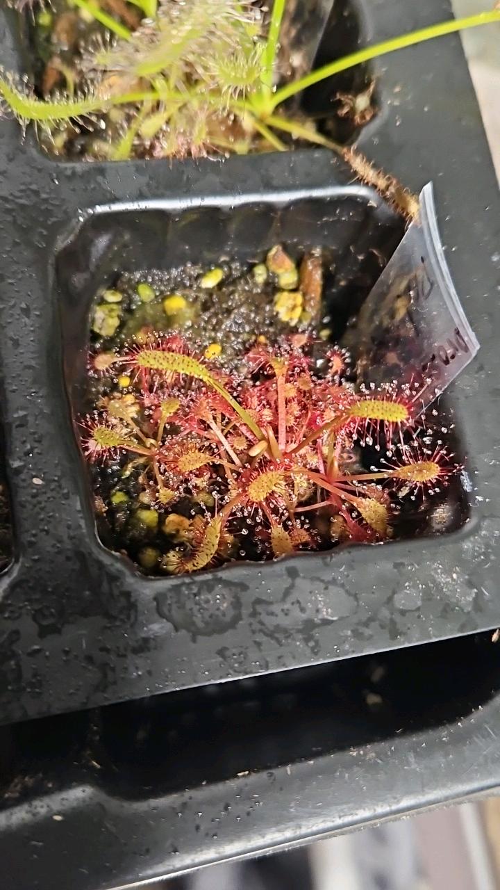 Drosera Rubrivenator (Carnivorous)