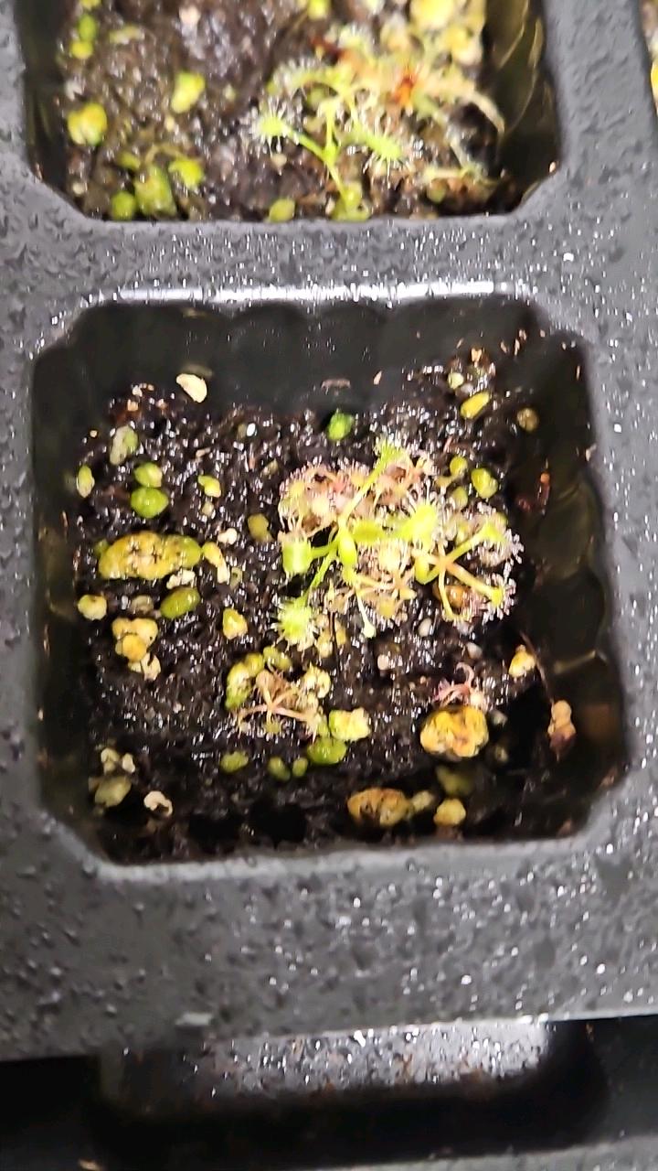 Drosera Rubrivenator (Carnivorous)