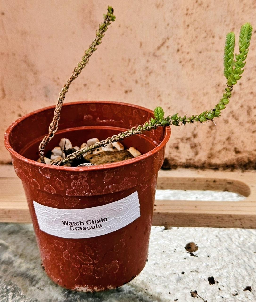 ⌚Emerald Timekeeper Crassula⌚
