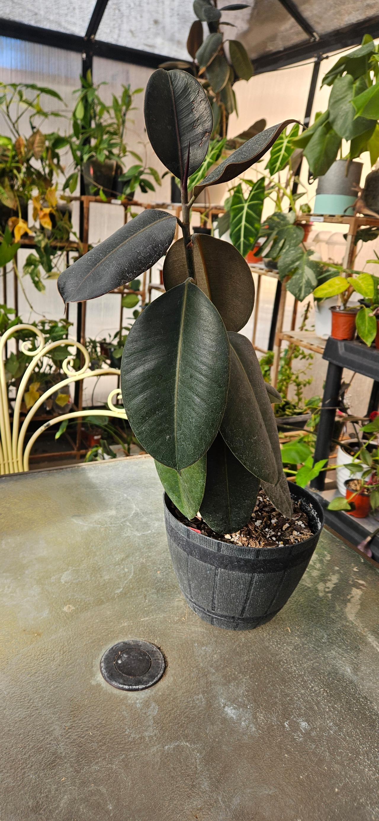 Ficus Elastica Abdijan 🎱