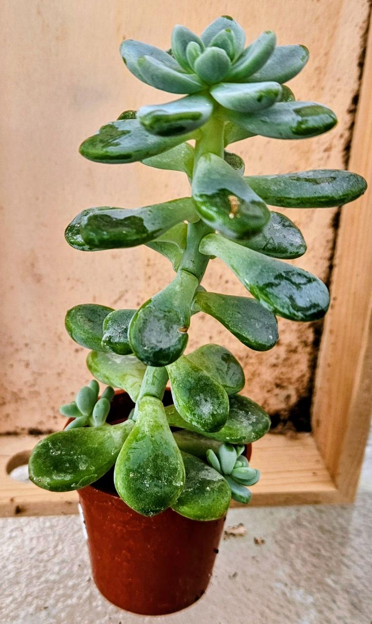 Glacier Gem Sedum