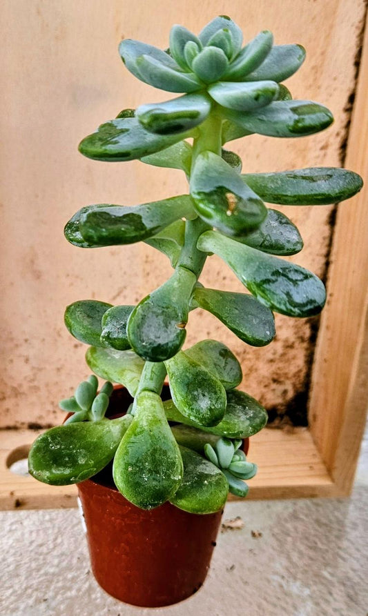Glacier Gem Sedum