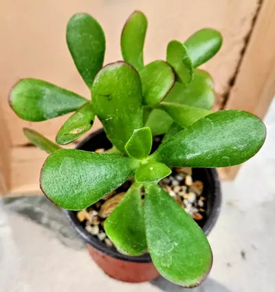 Sunburst Jewel Jade
