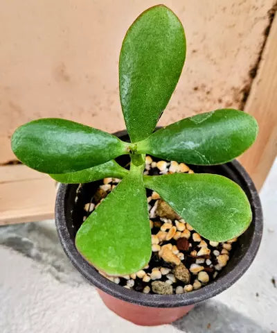 Sunburst Jewel Jade