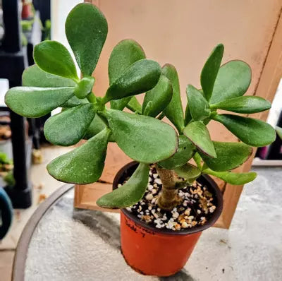 Sunburst Jewel Jade