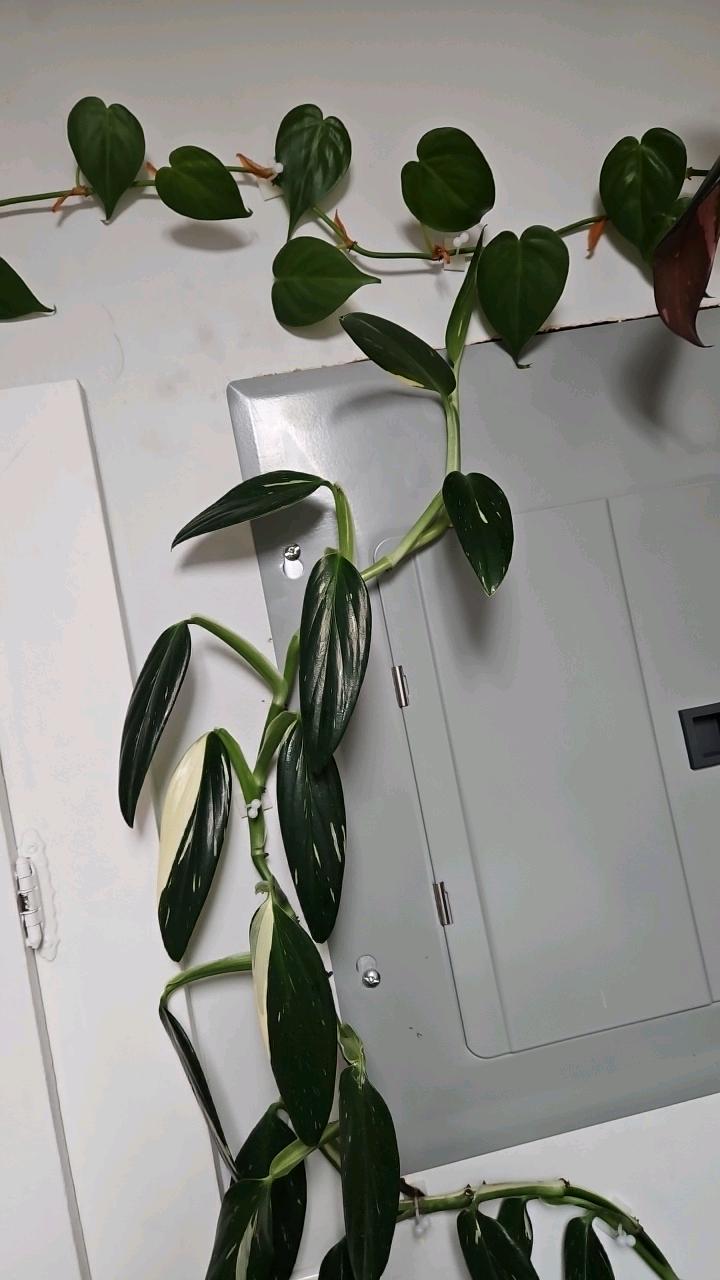Lunaria Albo Monstera Cutting