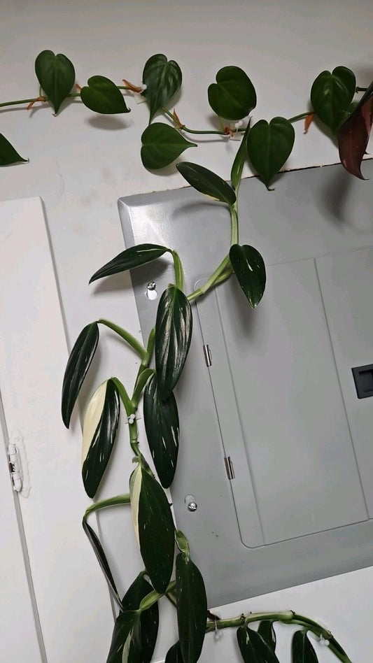 Lunaria Albo Monstera Cutting