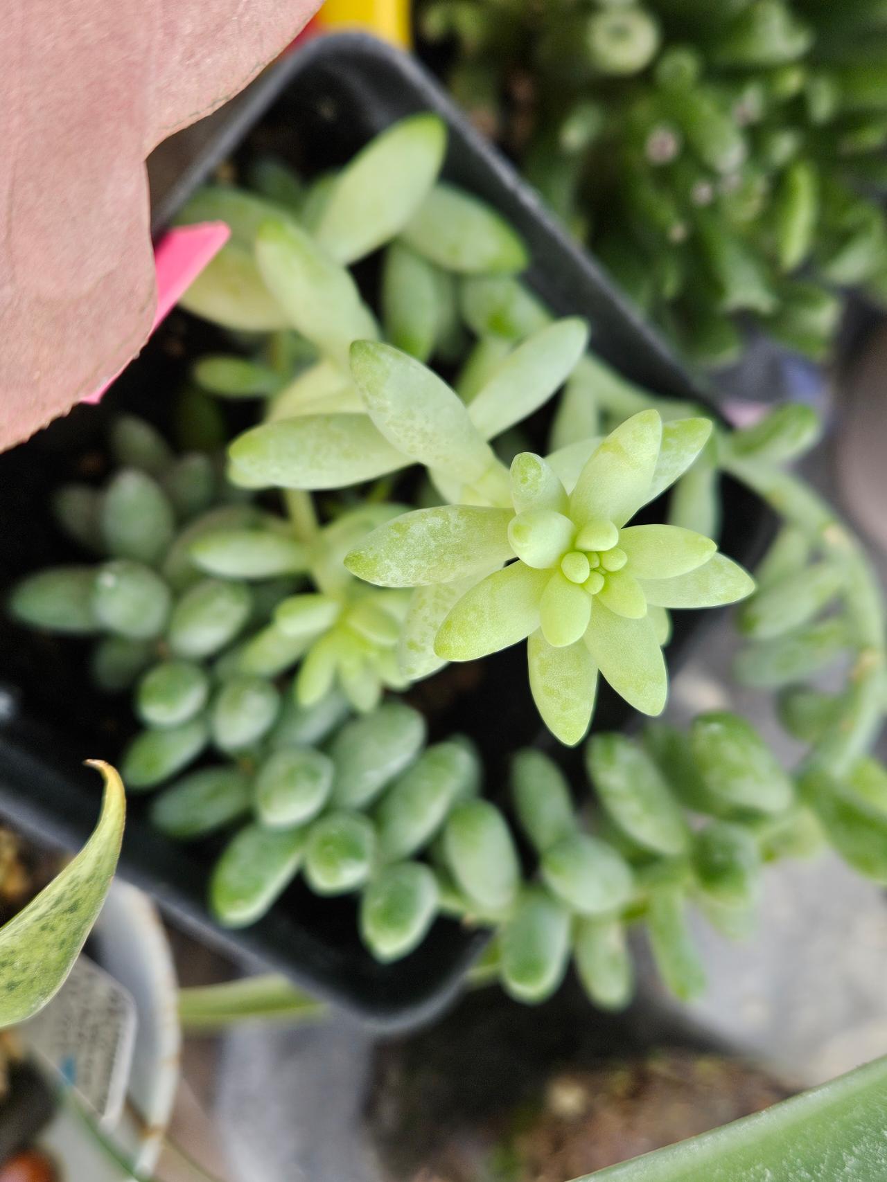 Mermaid Tresses Succulent babies