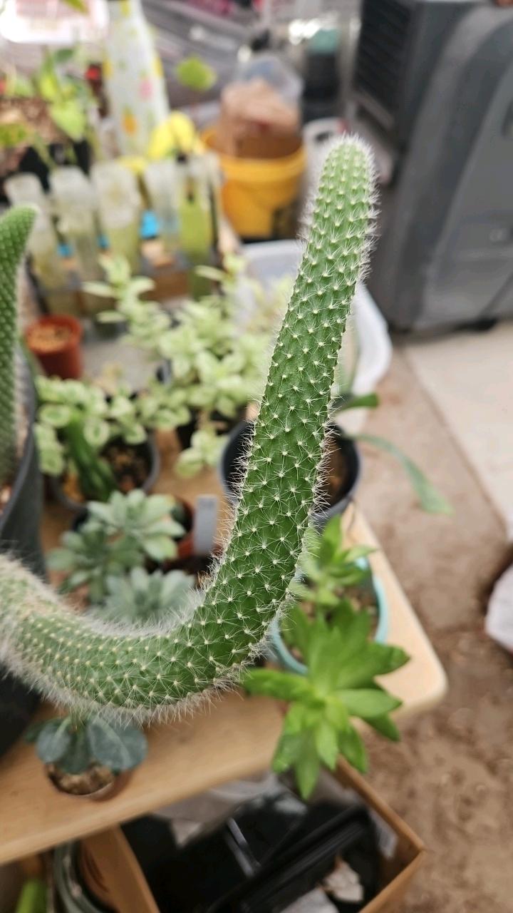 Monkey Tail Cactus 🐒