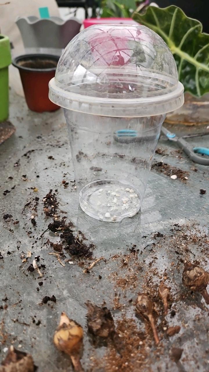 Rooting Dome