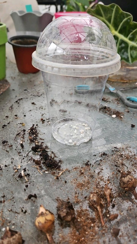 Rooting Dome