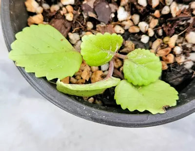 Nordic Cascade Ivy