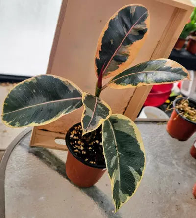 💗✨Scarlet Jewel Ficus ✨💗