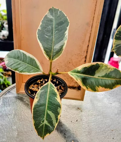 💗✨Scarlet Jewel Ficus ✨💗