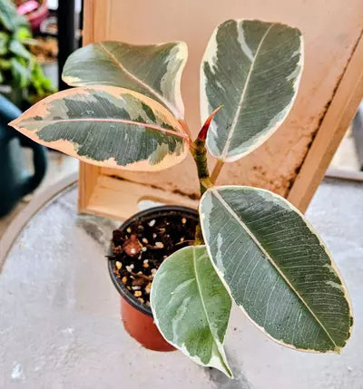 💗✨Scarlet Jewel Ficus ✨💗
