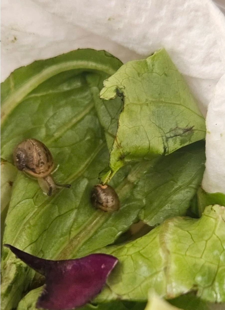 Live Feeder Snails