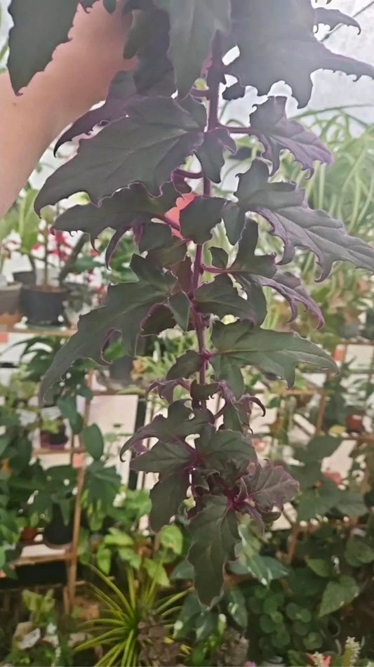 Velvet Amethyst Passion cutting