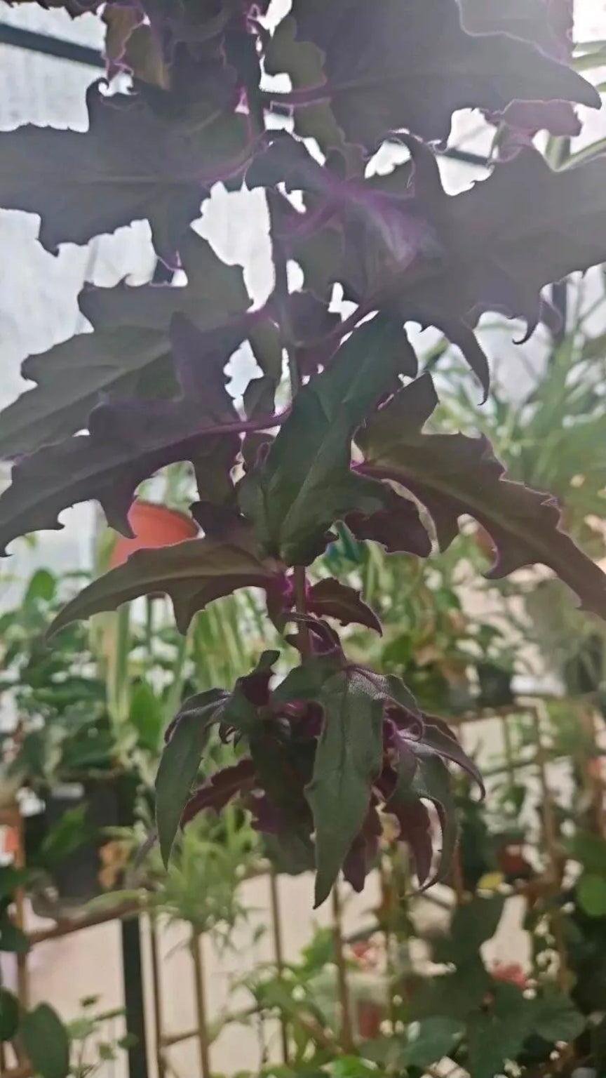 Velvet Amethyst Passion cutting