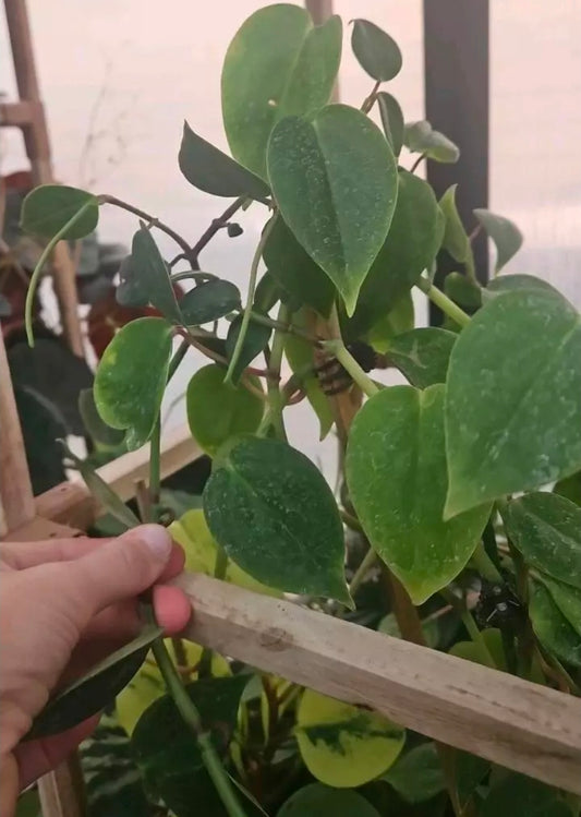 Silkshade Peperomia cutting