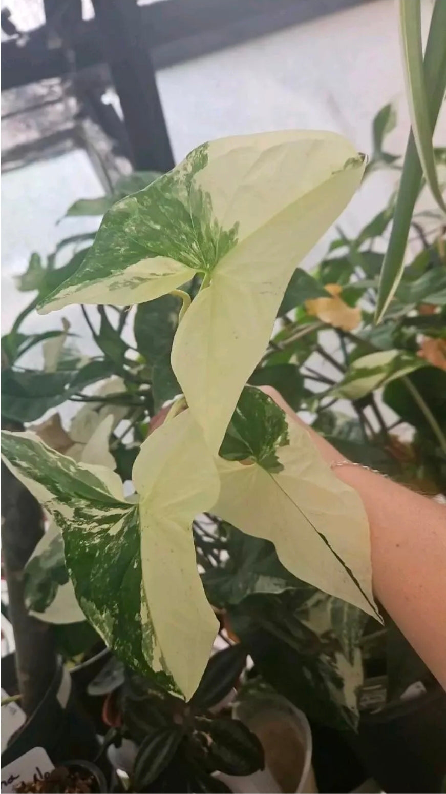 Snow Frost Syngonium cutting