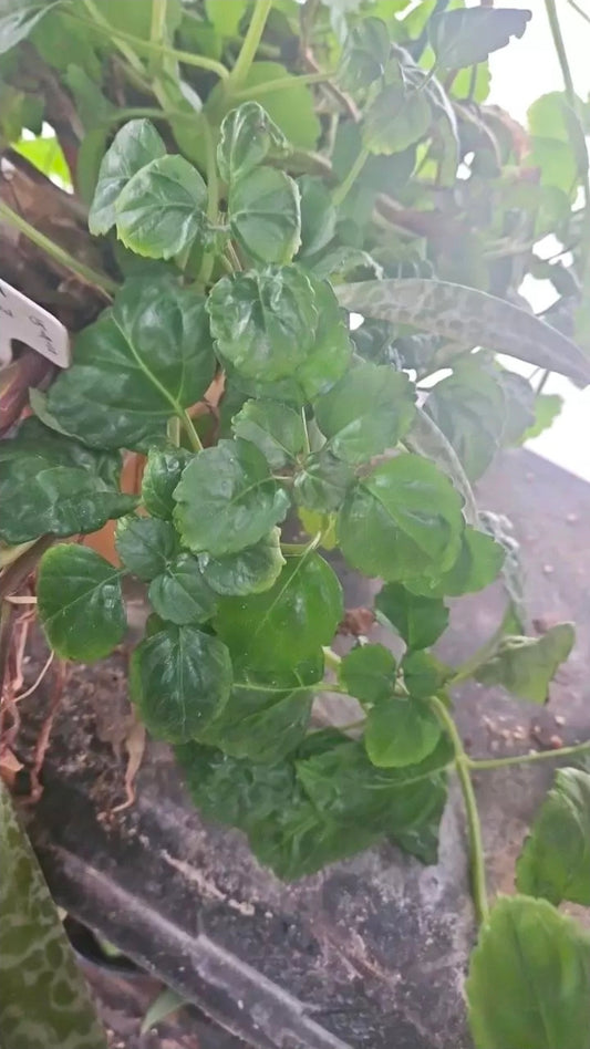 Breezecrest Vine cutting